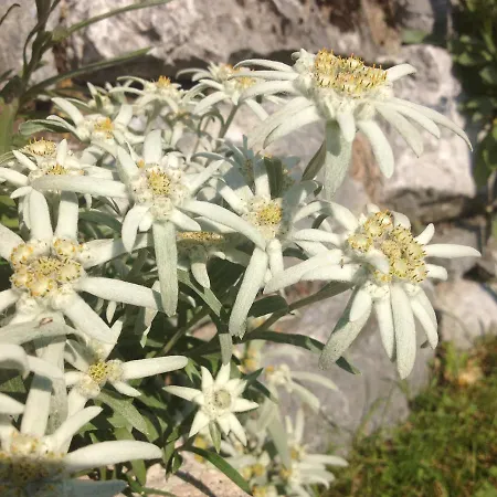 Bed and breakfast Edelweiss *